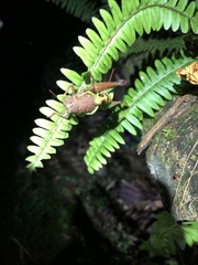 Pareusychius defurcus