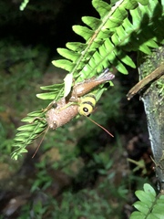 Pareusychius defurcus