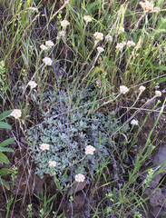 Antennaria microphylla
