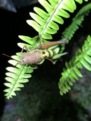 Pareusychius defurcus