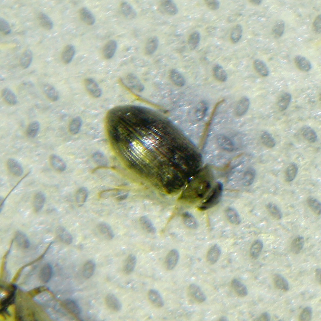 Berosus from АмурНижнеднепровский район, г.Днепр+ on July 26, 2020 at