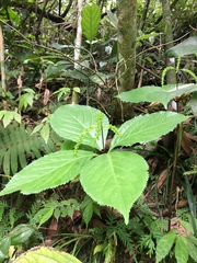 Chloranthus oldhamii