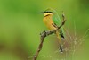 Eastern Little Bee-Eater - Photo (c) markus lilje, some rights reserved (CC BY-NC-ND), uploaded by markus lilje