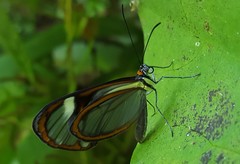 Ithomia agnosia zikani