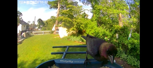 Brown-headed Cowbird photographed in Massachusetts
