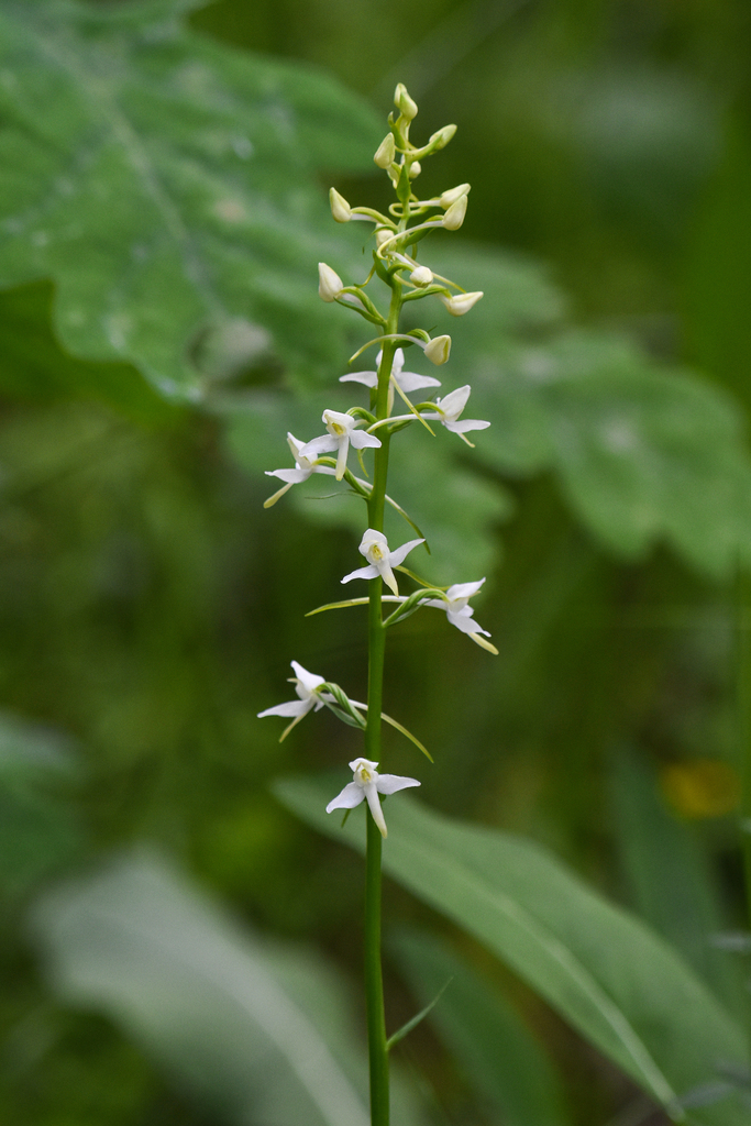 Lesser butterfly-orchid from Gorod Fryazino, Moscow Oblast, Russia on ...