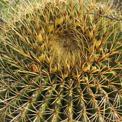 Ferocactus histrix