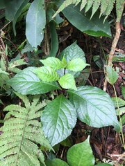 Chloranthus oldhamii