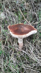 Amanita brunneolocularis