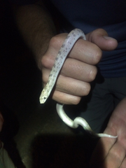 Phyllorhynchus decurtatus