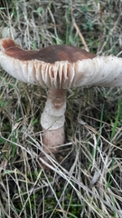 Amanita brunneolocularis