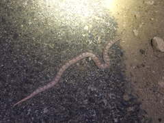 Phyllorhynchus decurtatus