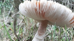 Amanita brunneolocularis