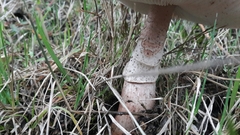 Amanita brunneolocularis
