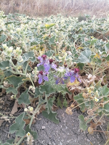 Image of Nigella papillosa by no rights reserved