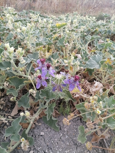 Image of Nigella papillosa by no rights reserved