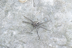 Thanatus formicinus