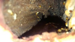 Coptotermes testaceus