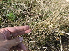 Schedonnardus paniculatus