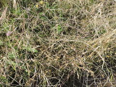 Schedonnardus paniculatus