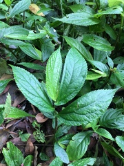 Elatostema platyphyllum