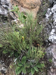 Dracophyllum acerosum