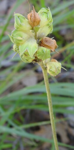 Image of Pediomelum cuspidatum by (c) saltyhiker, some rights reserved (CC BY)