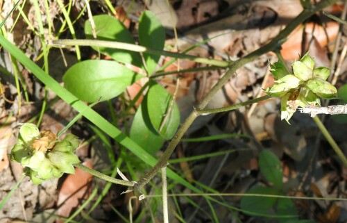 Image of Pediomelum cuspidatum by (c) saltyhiker, some rights reserved (CC BY)
