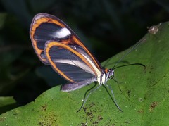 Ithomia agnosia zikani
