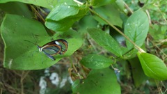 Ithomia agnosia zikani