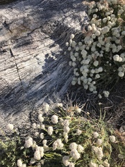 Eriogonum fasciculatum polifolium