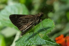 Vehilius stictomenes