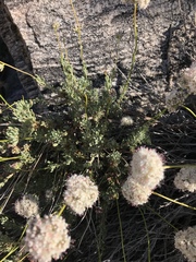 Eriogonum fasciculatum polifolium