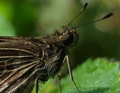 Vehilius stictomenes