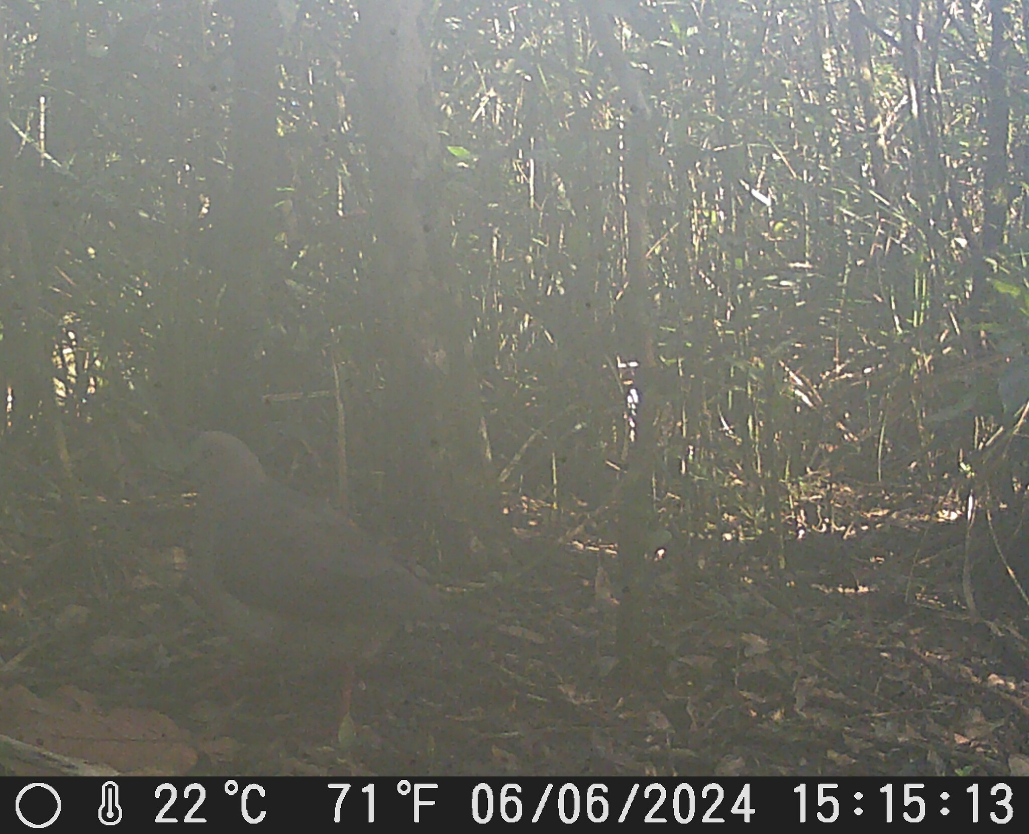 White-tipped Dove (Leptotila verreauxi)