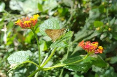 Vehilius stictomenes