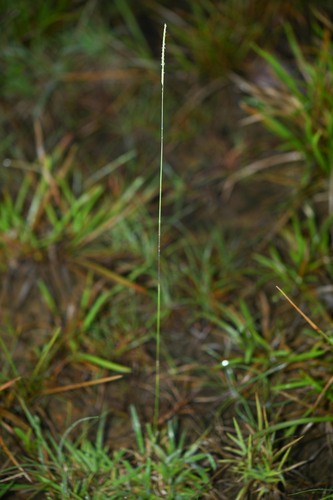 Mesosetum