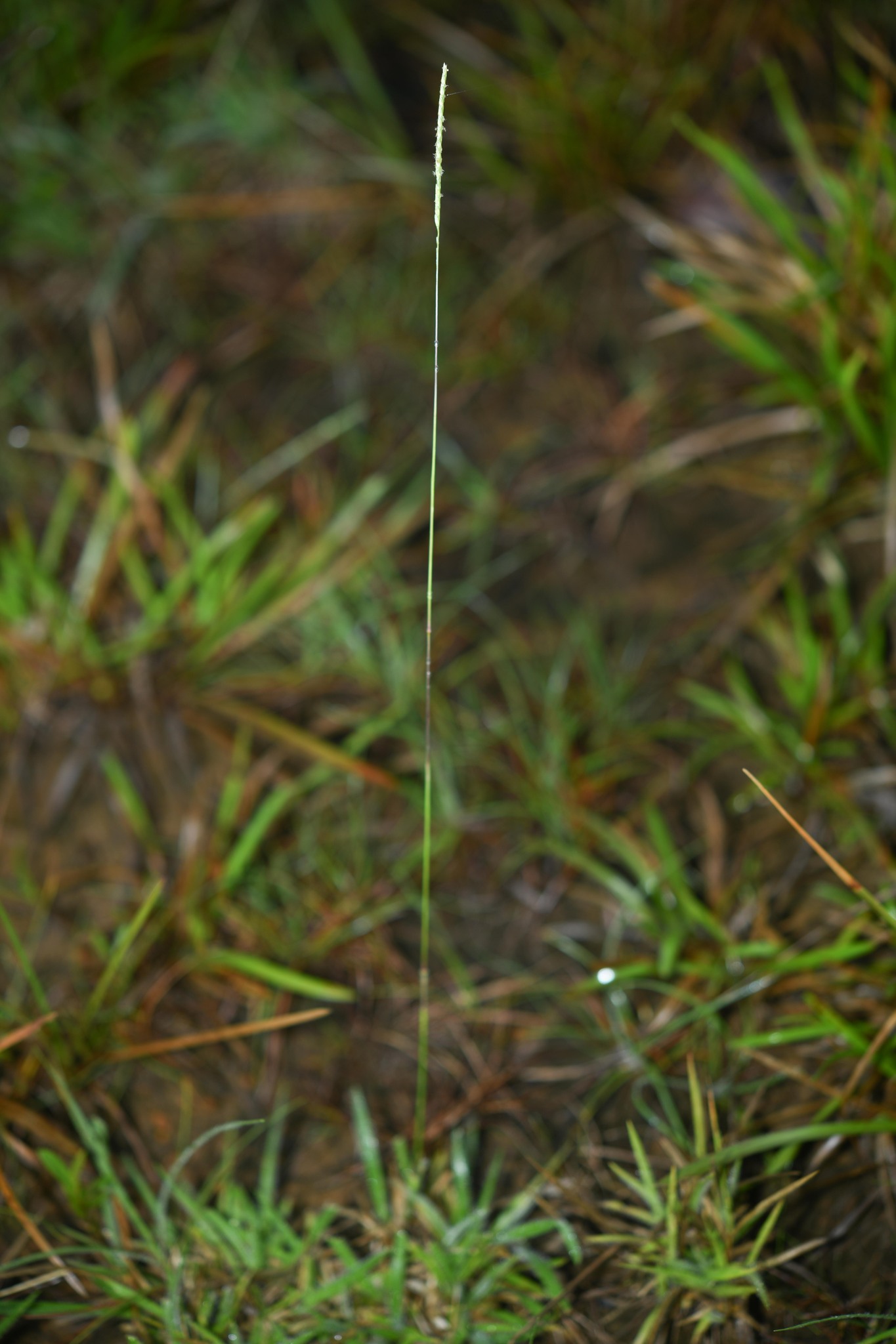 Mesosetum loliiforme