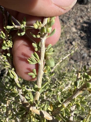 Water jacket (Lycium andersonii)