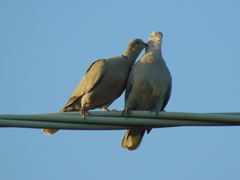 Streptopelia decaocto