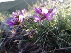 Astragalus ceratoides