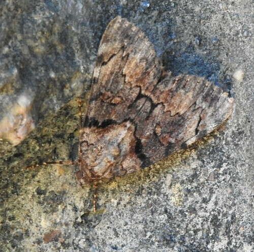 Delilah Underwing Moth photo 3