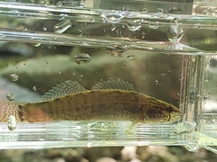 Etheostoma squamiceps