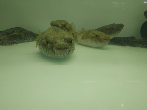 Humpback puffer (Pao palembangensis) — Tetraodontidae — 3