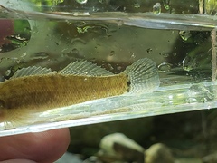 Etheostoma squamiceps