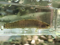 Etheostoma squamiceps