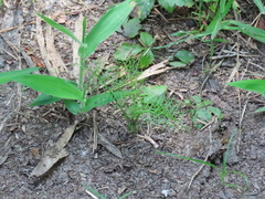 Ptilimnium capillaceum