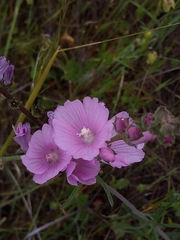 Sidalcea diploscypha