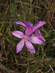 Sidalcea diploscypha