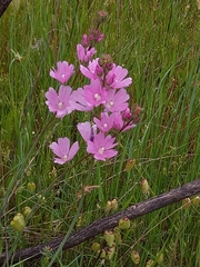 Sidalcea diploscypha